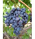 Vitis vinifera Black Magic C4 Lit. 125-150 cm