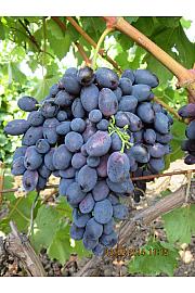 Vitis vinifera Black Magic C4 Lit. 125-150 cm