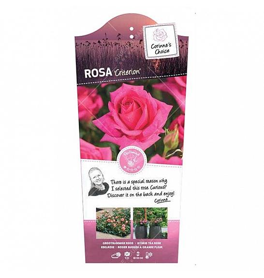 Rosa hybrid Criterion C6 Lit. Na steblu 60 cm