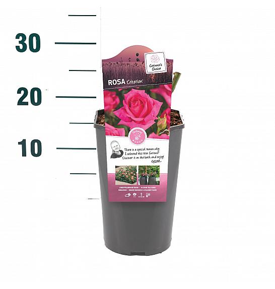 Rosa hybrid Criterion C3 Lit. 10-15 cm