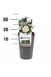 Rosa hybrid Claus Dalby C3 Lit. 30-40 cm