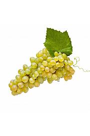 Vitis vinifera Apirena Bianca C4 Lit. 125-150 cm