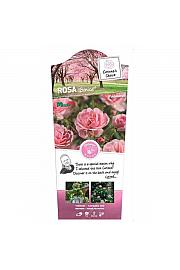 Rosa hybrid Bonica C6 Lit. Na steblu 90 cm
