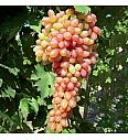 Vitis vinifera Ametista C4 Lit. 125-150 cm