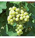 Vitis vinifera Ambra C4 Lit. 125-150 cm