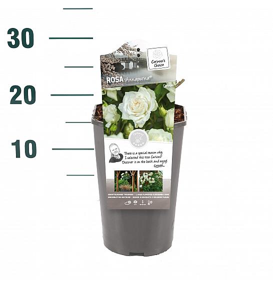 Rosa hybrid Annapurna C3 Lit. 10-15 cm