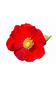 Rosa hybrid Alcantara C3 Lit. 10-15 cm