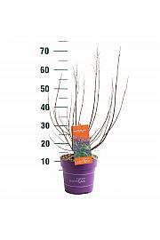 Vitex Delta Blues C3 Lit. 40-60 cm