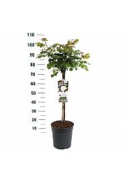 Rosa hybrid Alabaster C6 Lit. Na steblu 60 cm