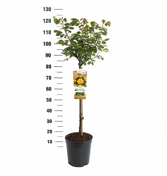 Rosa hybrid Absolutely Fabulous C6 Lit. Na steblu 60 cm