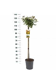 Rosa hybrid Absolutely Fabulous C6 Lit. Na steblu 90 cm