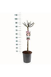 Rosa hybrid A Whiter Shade of Pale C6 Lit. Na steblu 60 cm