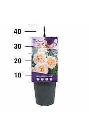 Rosa Grossherzogin Luise® C3 Lit. 10-15 cm