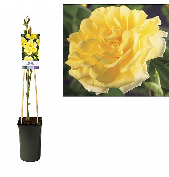 Rosa Golden Climber C2,5 Lit. 40-60 cm
