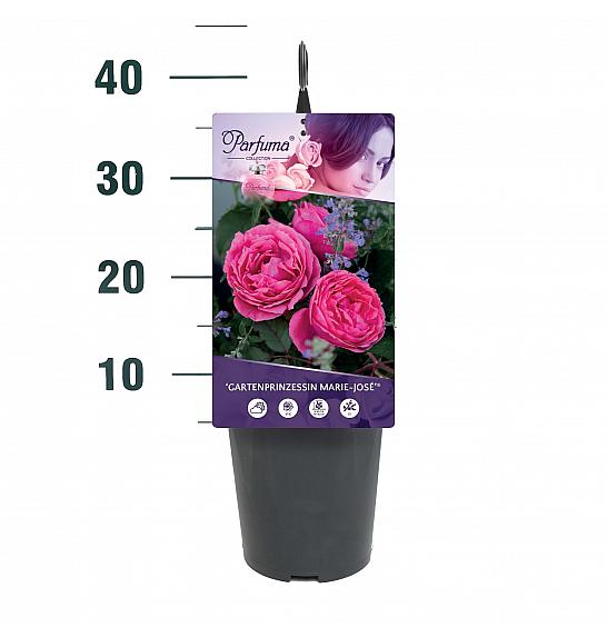 Rosa Gartenprinzessin Marie-José® C3 Lit. 10-15 cm