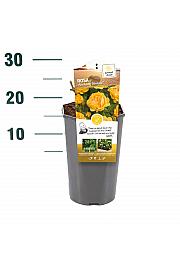 Rosa Absolutely Fabulous C3 Lit. 10-15 cm