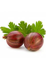 Ribes uva-crispa Captivator C2 Lit. 30-40 cm