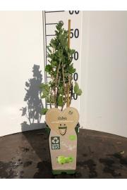 Ribes uva crispa Hinnonmaki Groen C2 Lit. 40-60 cm BIO
