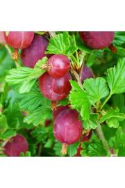 Ribes uva crispa Hinnomaki Red C3 Lit. Na steblu 90 cm (25325)