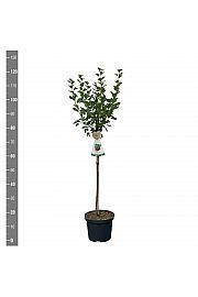 Ribes uva crispa Hinnomaki Red C5 Lit. Na steblu 60 cm