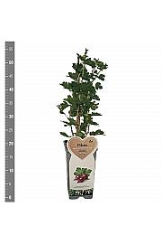 Ribes uva crispa Hinnomaki Red C2 Lit. 30-40 cm