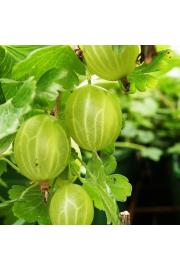 Ribes uva crispa Hinnomaki Green C3 Lit. Na steblu 90 cm (25324)
