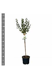 Ribes uva crispa Hinnomaki Green C5 Lit. Na steblu 60 cm