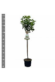 Ribes rubrum Werdavia C5 Lit. Na steblu 90 cm