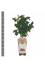 Ribes rubrum Rosalinn C2 Lit. 30-40 cm