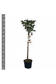 Ribes rubrum Jonkheer van Tets C5 Lit. Na steblu 60 cm