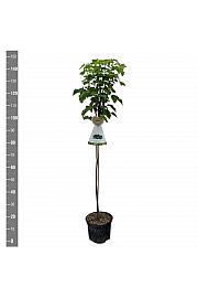 Ribes nigrum Zwart Titania C5 Lit. Na steblu 90 cm