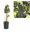 Ribes nigrum Titania C1,5 Lit. 30-40 cm