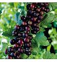 Ribes nidigrolaria Josta C3 Lit. Na steblu 90 cm (54106)