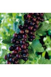 Ribes nidigrolaria Josta C3 Lit. Na steblu 90 cm (54106)