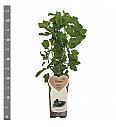 Ribes nidigrolaria Josta C2 Lit. 30-40 cm
