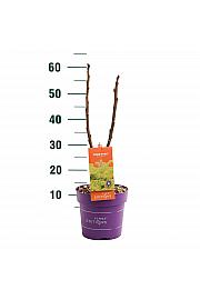 Rhus typhina Tiger Eyes® C3 Lit. 20-30 cm