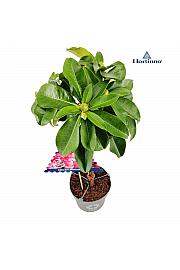 Rhododendron hybrid XXL C3 Lit. Na steblu 30 cm