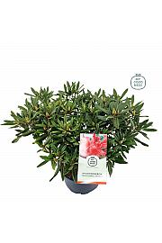 Rhododendron hybrid Tortoiseshell Orange C15 Lit. 70-80 cm