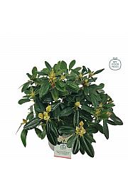 Rhododendron hybrid Percy Wiseman C4 Lit. 30-40 cm