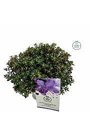 Rhododendron hybrid Impetitum Select C2 Lit. 20-25 cm
