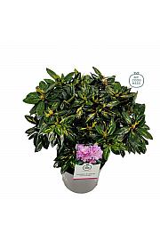 Rhododendron hybrid Goldflimmer C5 Lit. 40-50 cm