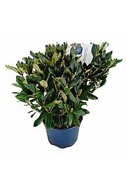 Rhododendron hybrid Cunningham White C15 Lit. 70-80 cm