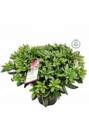 Rhododendron hybrid Cosmopolitan C25 Lit. 100 cm