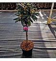 Rhododendron (Y) Kalinka C18 Lit. Na steblu 60 cm