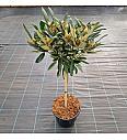 Rhododendron (Y) Clivia C18 Lit. Na steblu 60 cm