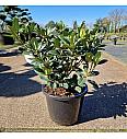 Rhododendron (T) Metallica C12 Lit. 40-50 cm