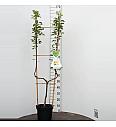 Pyrus communis Bonne Louise dAvranches C7,5 Lit. 150-175 cm U forma