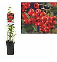 Pyracantha coccinea Red Column C2,5 Lit. 40-60 cm