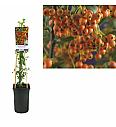 Pyracantha coccinea Orange Charmer C2,5 Lit. 40-60 cm
