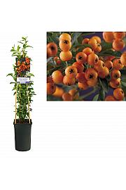 Pyracantha coccinea Golden Charmer C2,5 Lit. 40-60 cm